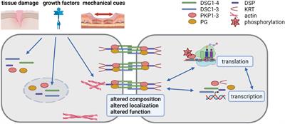 Desmosomes as Signaling Hubs in the Regulation of Cell Behavior